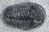 Impressive Cyphaspis Trilobite Cluster - Top Quality Preparation #359156-5